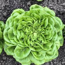 LETTUCE CANAGIO