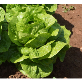 LETTUCE PRESIDENTIAL