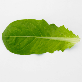LETTUCE BABYLEAF ROMANITA