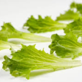 LETTUCE BABYLEAF YELITA
