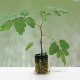 ROOTSTOCK KRONOSOR (TIPR22-3083)