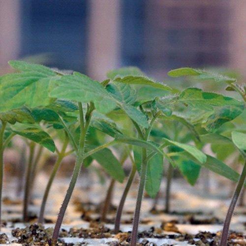 TOMATO ROOTSTOCK ARMSTRONG TOMATO ROOTSTOCK ARMSTRONG