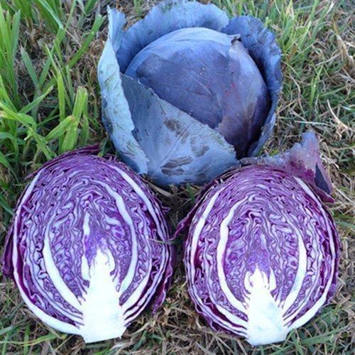 CABBAGE REMALA