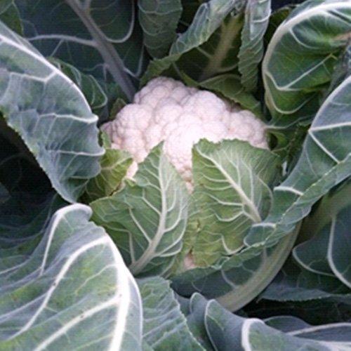 CAULIFLOWER ANDROMEDA CAULIFLOWER ANDROMEDA