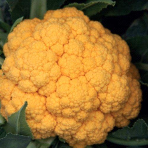 CAULIFLOWER FLAMESTAR CAULIFLOWER FLAMESTAR