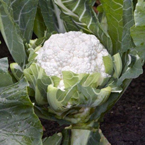 CAULIFLOWER SPACE STAR GOLD