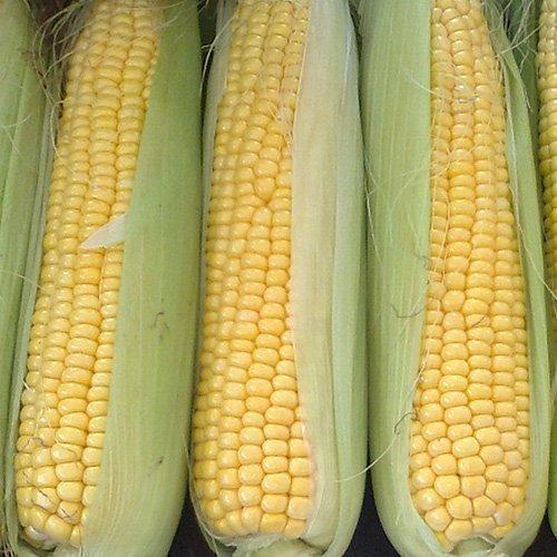 SWEET CORN OVERLAND