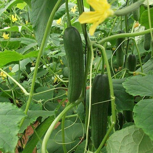 CUCUMBER SAED