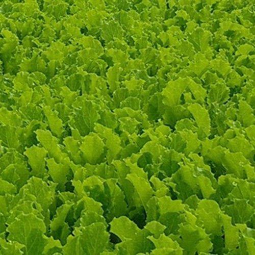 LETTUCE BABYLEAF ICEVITA