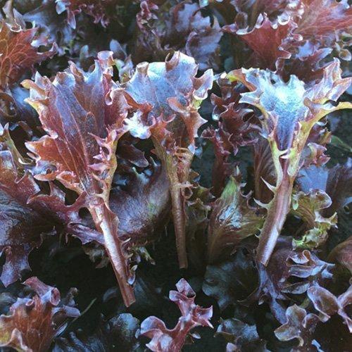 LETTUCE BAYBYLEAF RED CRISPITA LETTUCE BAYBYLEAF RED CRISPITA