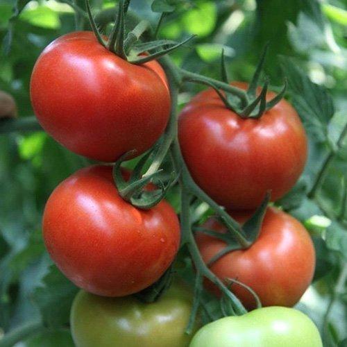 TOMATO TORRY