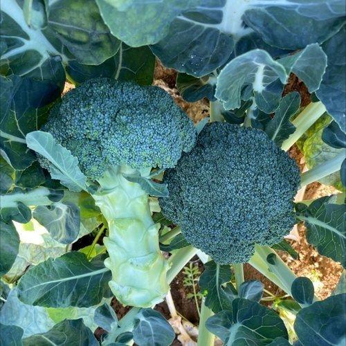 BROCCOLI MCLAREN