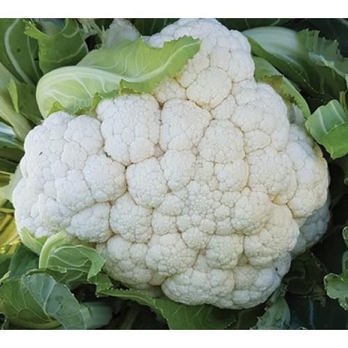 CAULIFLOWER ALMAGRO F1