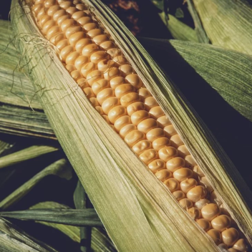 FEEDING CORN GLADIUS FEEDING CORN GLADIUS