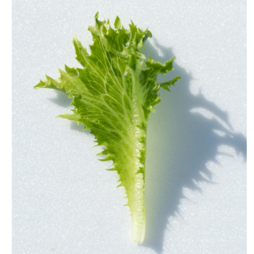 LETTUCE BABYLEAF CRISPITA II