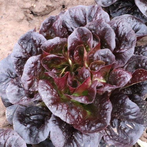 LETTUCE RUBAGIO