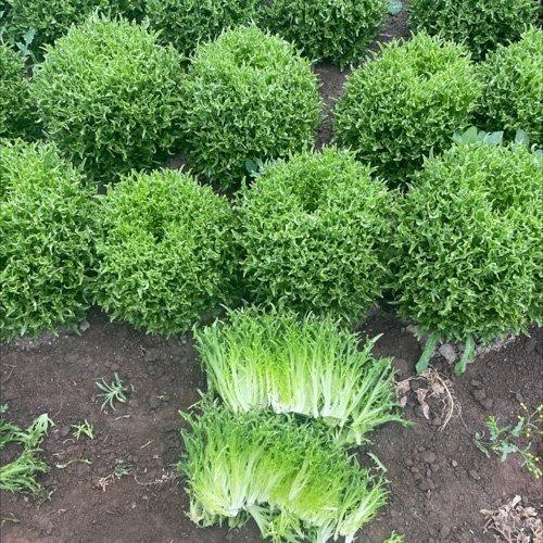 LETTUCE VERDAGIO F1