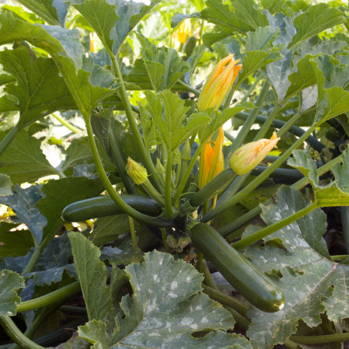 SQUASH VITULIA SQUASH VITULIA