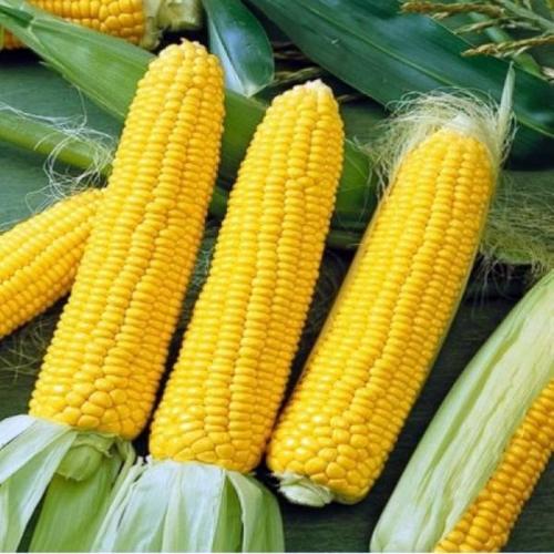 SWEET CORN ACCENTUATE