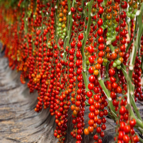 TOMATO PASKUALETO