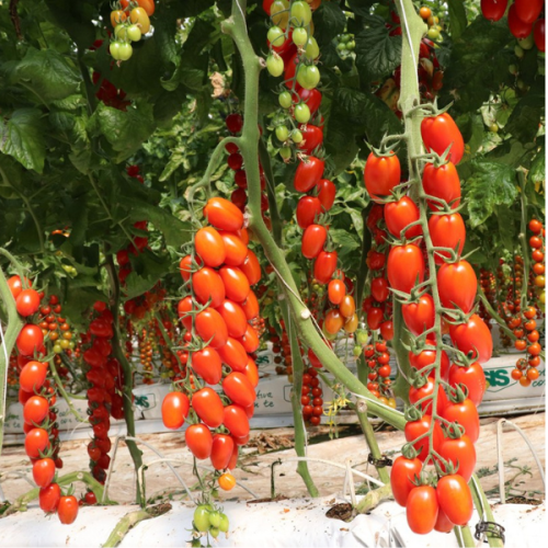 TOMATO CORDIAL TOMATO CORDIAL