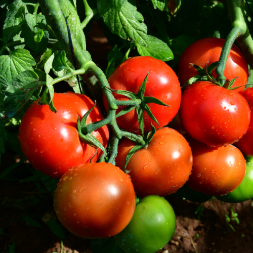 TOMATO WAQU